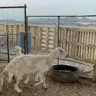نعجه والد