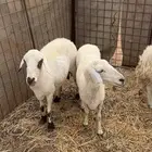 غنم اشباب تامات حيل