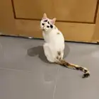 قطة بلدي للتبني