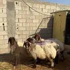 غنم نعيم للبيع