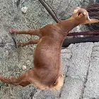 تيس بلدي لباني