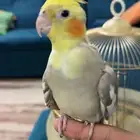 طير كروان كوكتيل