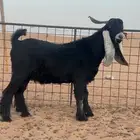 للبيع تيس عارضي كفو