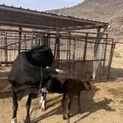 بقره معها حسيل للبيع سالمه وديد نظيف وحليبها كفو