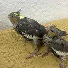فروخ كروان و روز