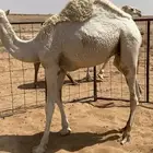 قعود البيع ارباع زبده