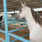 حصان شعبي