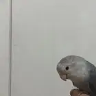 روز اليف