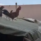 دجاج بلدي للبيع بياض حضان شرط