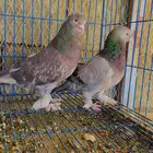 زوج تركي عسلي