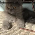 قطط كيتن للبيع