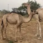 قعدان البيع