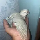 فروخ روز غر وكويكر