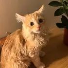 قطو