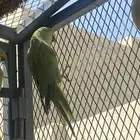 طير دره هندي أنثى