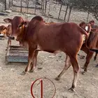 4 حسيل للبيع