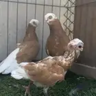 زوج شرت فيس