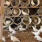 حمام بلدي