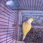 جوز دره هولندي منتج