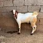 تيس فحل