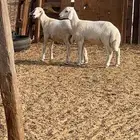 طليان وتيوس طيبه