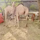بكره