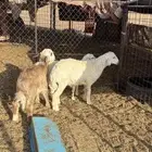 خرفان حري ونجدي