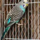 جوز بادجي منتج