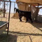 تيس عمره 5 شهور