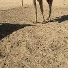 للبيع بكره لقيه باتليه على بو عجاريد