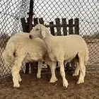 2 طليان مقفله لحم وشحم