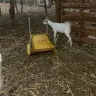 عناق مذكره تربيه
