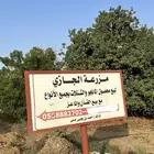 لبيع شتلات المانجو والمواشي