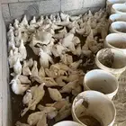 زغاليل فرنسي ( مبااع )
