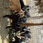 معزى بفحلها