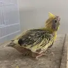 للبيع فرخ كروان بكستاني الي توقف عليه سومه نصيبه