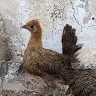 صيصان دجاج بلدي