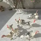 دجاج رومي فراشة