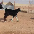 سواكن كرش ذهبيه مرابي حري تيوس رفيد نعيم برابر