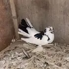 حمام