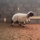 نعيمي