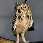 جوز اليف للبيع