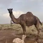 رحول ابل خلفه معها قعود