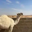 بكره