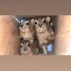 و ب ر ا ن للبيع