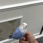 روز اليف وهدد( تم البيع)