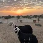 ثنيه خلفه