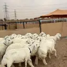 مرح کے قیام کے لیے عمدہ بھیڑیں