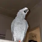 ببغاء كاسكو افريقي طفرة حمرا