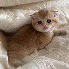 انثى سكوتش فولد ny12 للبيع